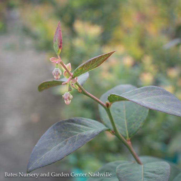 Edible #1 Vaccinium cory Sweetheart/ Southern Highbush Blueberry Native (TN)