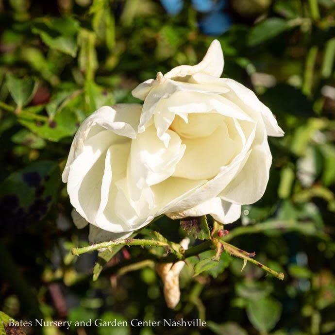 #2 Rosa Flower Carpet &#39;White&#39;/ Groundcover Rose - No Warranty