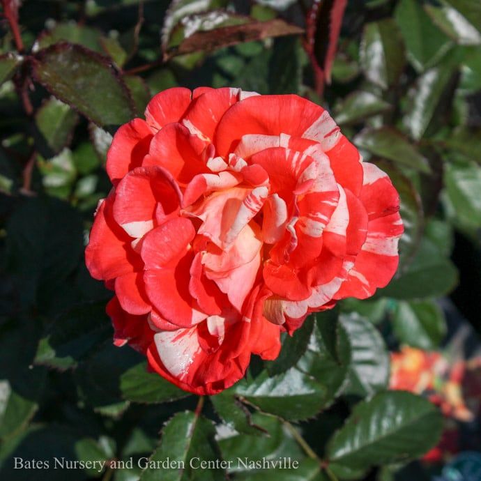 #3 Rosa Oranges 'n' Lemons/ Yellow Orange Shrub Rose - No Warranty