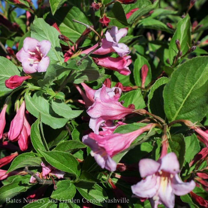 #3 Weigela flor PW Sonic Bloom &#39;PURE Pink&#39;/ Reblooming