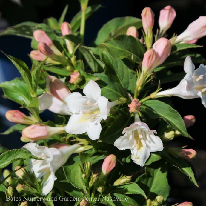 #3 Weigela flor PW Sonic Bloom &#39;Pearl&#39;/ Reblooming