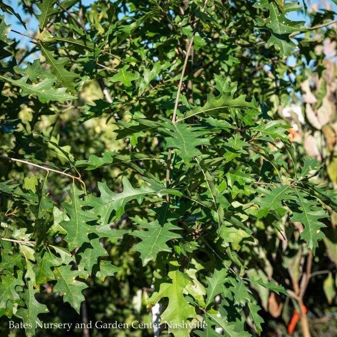 #5 Quercus texana/ Nuttall Oak Native (TN)