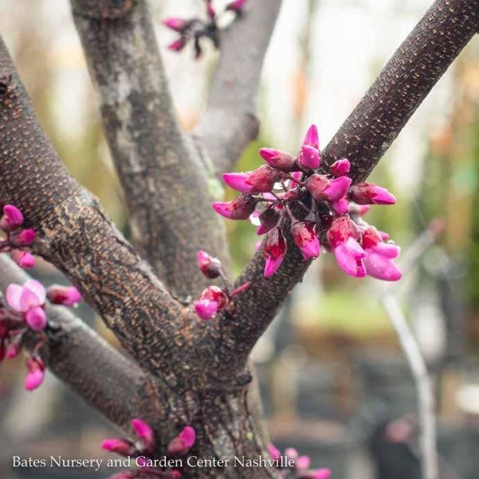 #5 Cercis x Merlot/ Purple Foliage Redbud