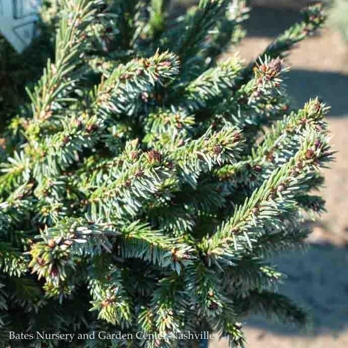 #3 Picea omor nana Pimoko/ Dwarf Serbian Spruce