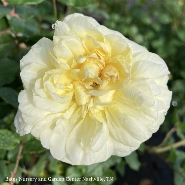 #3 Rosa The Poet&#39;s Wife/ Yellow David Austin Shrub Rose - No Warranty