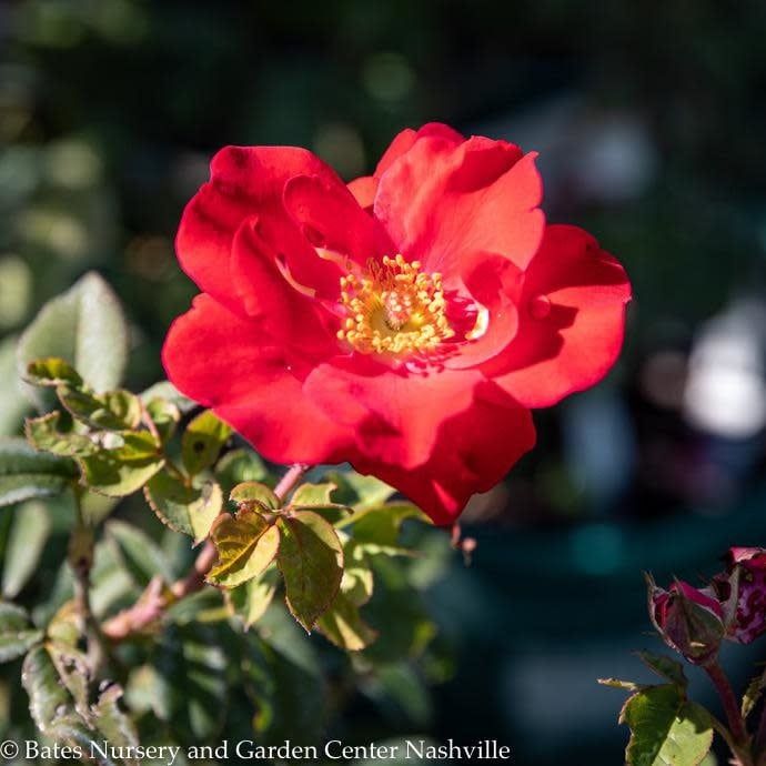 #3 Rosa Top Gun/ Red Shrub Rose - No Warranty