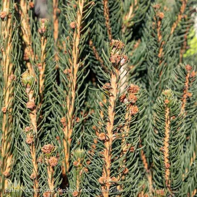 5-6&#39; Picea ab Cupressina/ Columnar Norway Spruce - No Warranty