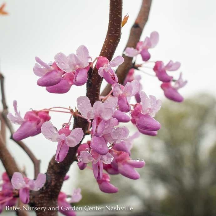 #5 Cercis can Hearts of Gold/ Chartreuse Foliage Redbud Native (TN)