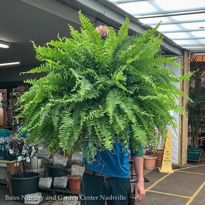 10hb! Boston Fern Hanging Basket 24.99