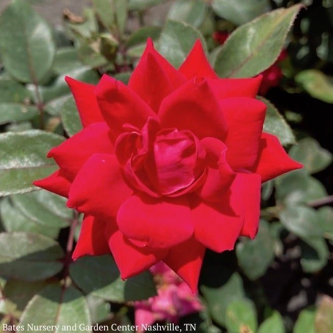 #3 Rosa DOUBLE Knock Out/ Red Shrub Rose - No Warranty