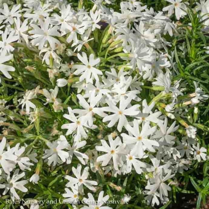 #1 Phlox sub Snowflake/ White Creeping Native (TN)