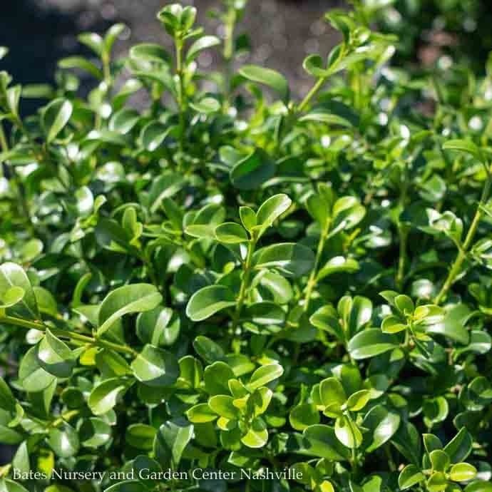 18-21&quot; Buxus NewGen Independence/ Boxwood