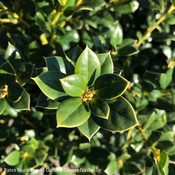 #3 Ilex corn Burfordii Nana / Dwarf Burford Chinese Holly (Self-fertile)