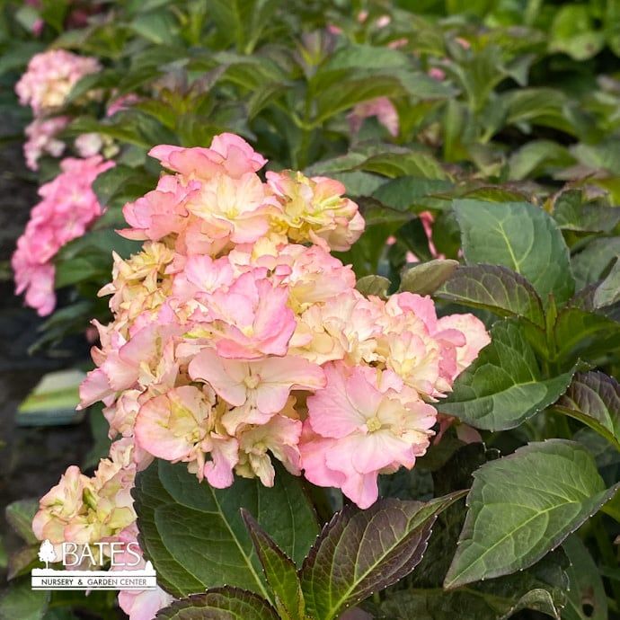 #2 Hydrangea mac Seaside Serenade &#39;Hamptons&#39;/ Bigleaf/ Pink Mophead