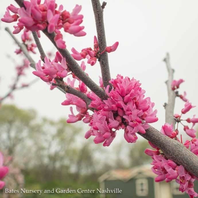 #15 Cercis can Appalachian Red/ Redbud Native (TN)