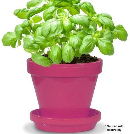 Pot 8&quot; Glazed Standard Raspberry