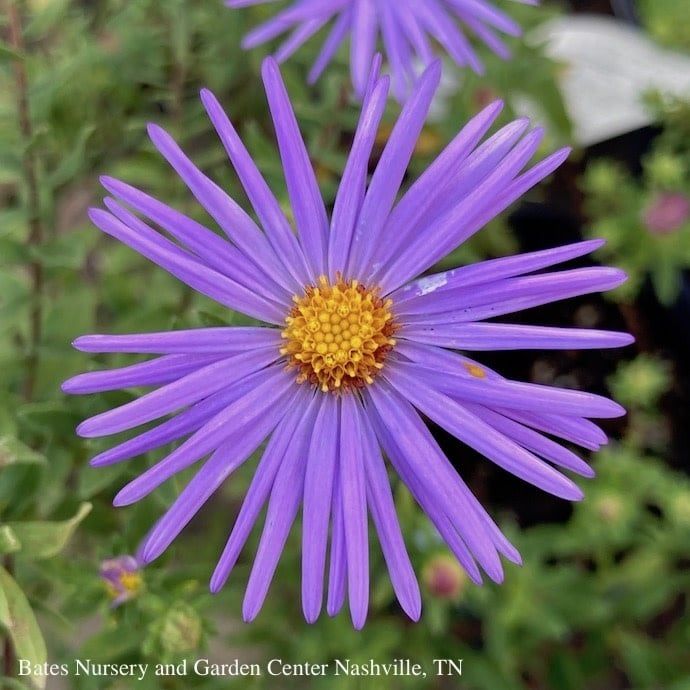 #1 Symphyotrichum oblong Raydon&#39;s Favorite/ Aromatic Aster Native (TN)