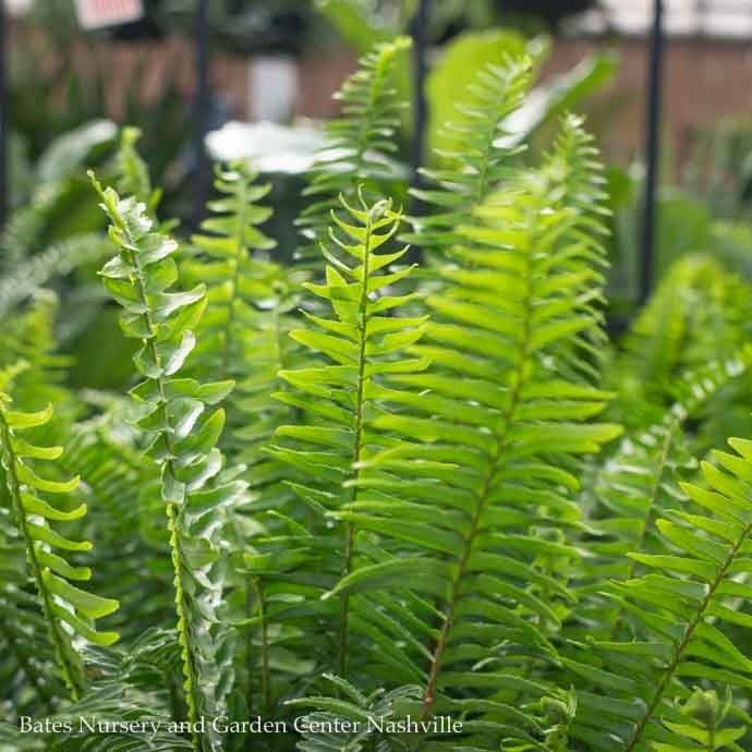 #1/6p Fern Kimberly Queen /Tropical