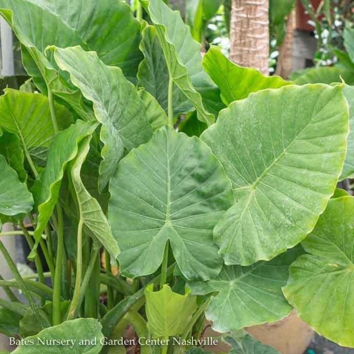 Bulb Elephant Ear/ Alocasia Odora Upright 1Ea