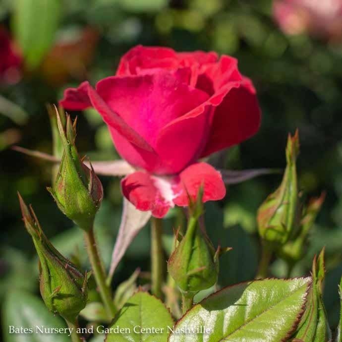 #2 Rosa Ruby Ruby/ Red Miniature Rose - No Warranty
