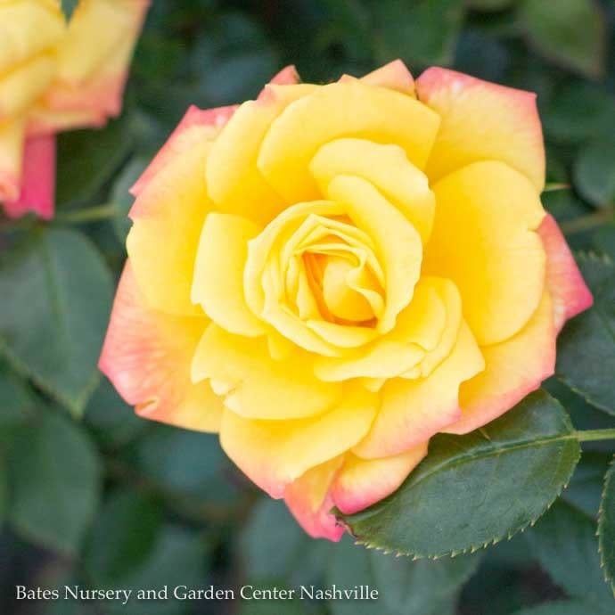#2 Rosa Rainbow&#39;s End/ Miniature Rose - No Warranty