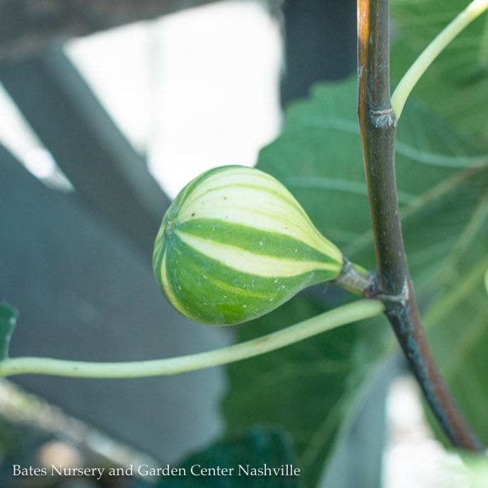 Edible #2 Ficus carica Panache (Tiger)/ Fig - No Warranty