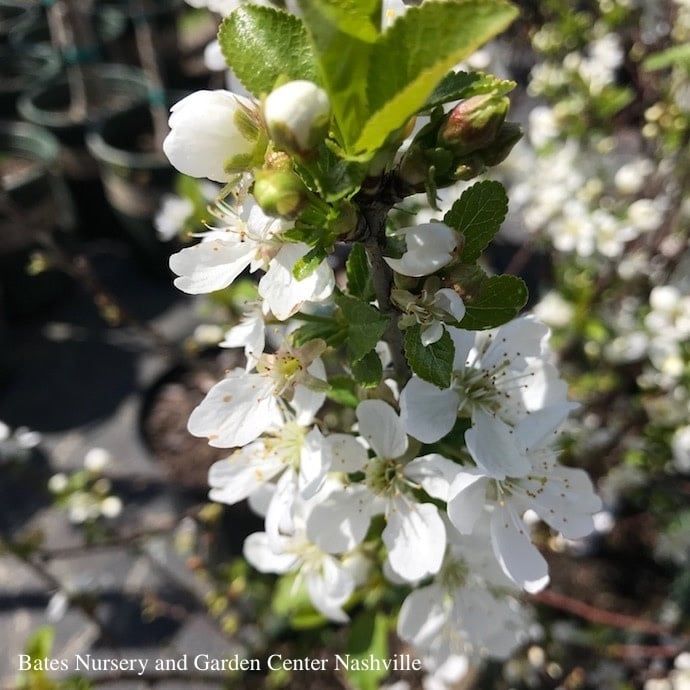 Edible #3 Prunus x Romeo/ Sour/Tart Cherry SHRUB FORM - No warranty