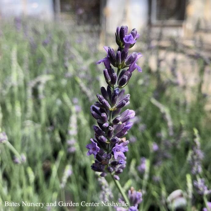 #1 Lavandula x int Phenomenal/ Lavender - No Warranty