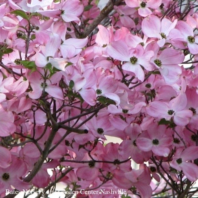 #20 Cornus florida x kousa Stellar Pink/ Flowering Dogwood