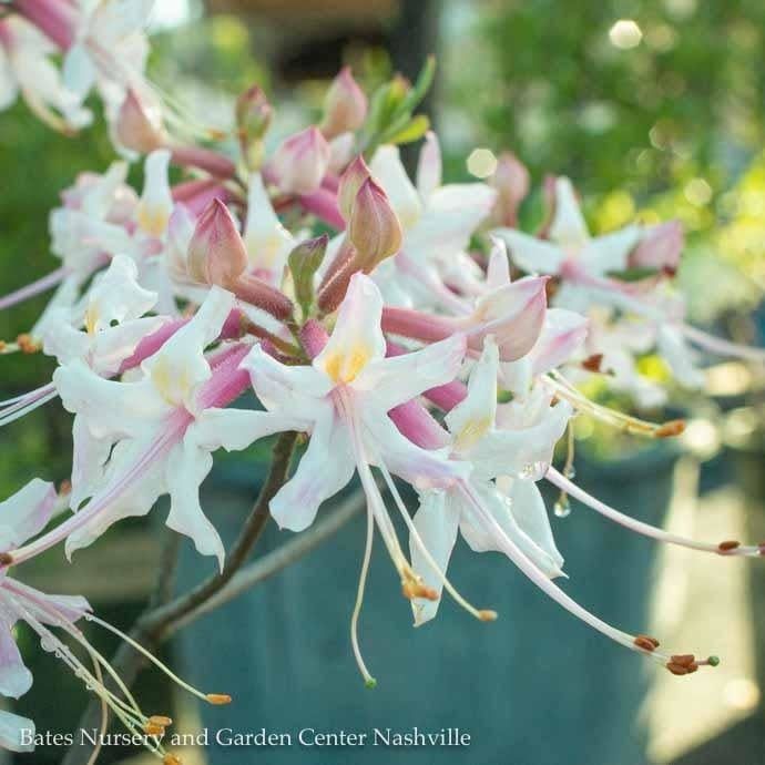 #3 Rhododendron canescens/ Pink Deciduous Piedmont Azalea Native (TN)