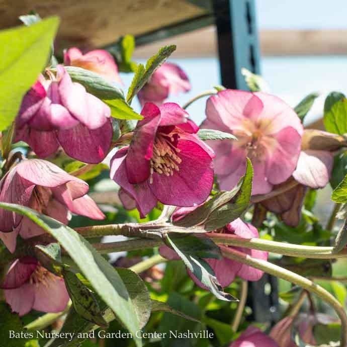 #1 Helleborus Cascade &#39;Blush&#39;/ Pink Lenten Rose