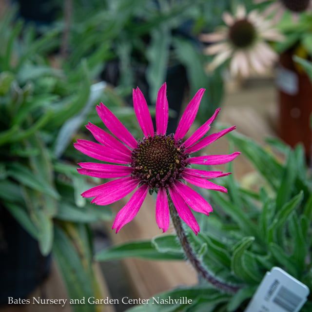 #1 Echinacea tennesseensis/ Tennessee Coneflower Native (TN)