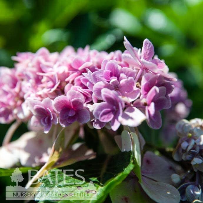 #3 Hydrangea mac Double Delights &#39;Star Gazer&#39;/ Bigleaf/ Lacecap Rebloom Blue to Pink Stars