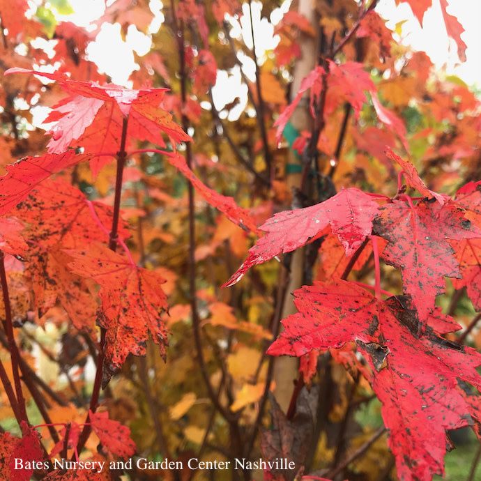 #15 Acer rub Sun Valley/ Fruitless Red Maple Native (TN)