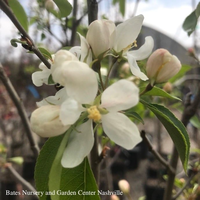 #5 Malus Sargentii Tina/ Dwarf White Crabapple