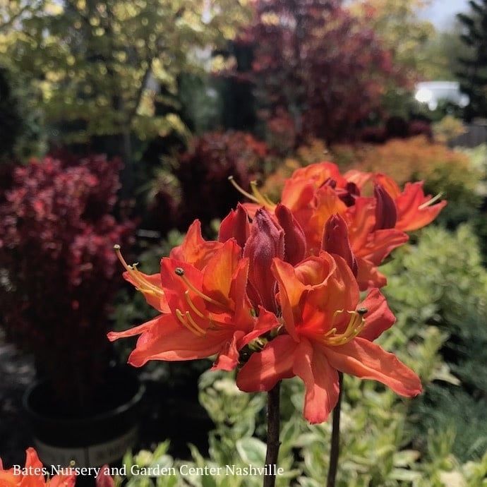 #2 Azalea x Mandarin Lights (Northern Lights)/ Orange Deciduous