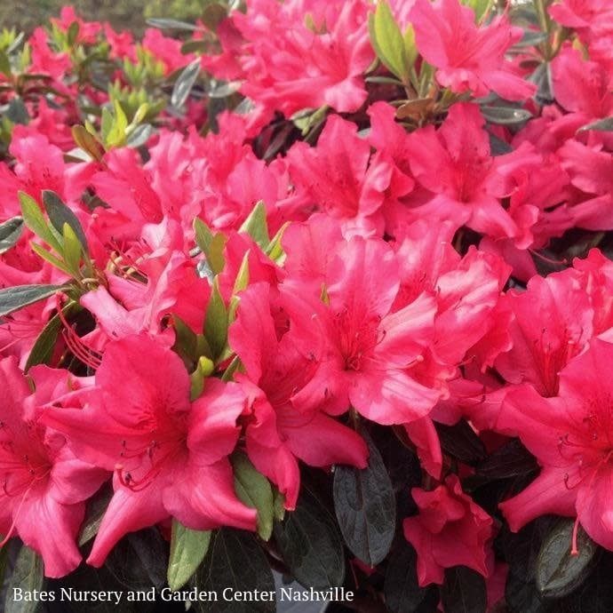 #3 Azalea x Girard&#39;s Rose/ Dark Pink