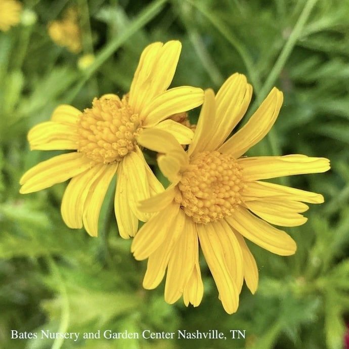 #1/6p! Euryops/ California Bush Daisy /Tropical