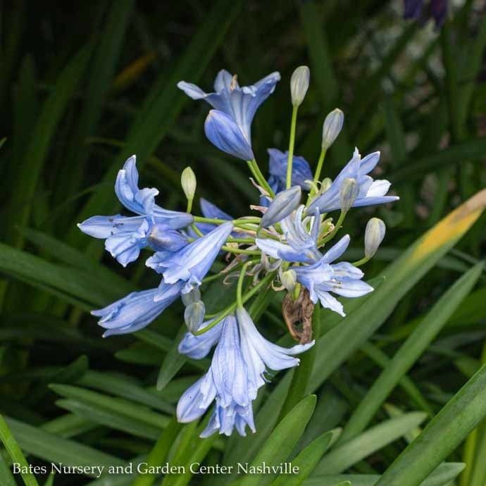 #1 Agapanthus Midknight Blue/ Hardy Lily of the Nile