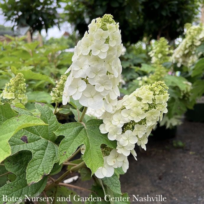 #2 Hydrangea quer Ruby Slippers/ Dwarf Oakleaf Native (TN)