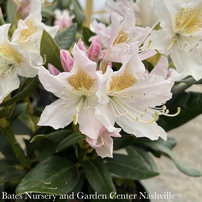 #2 Rhododendron x Cunningham&#39;s White - No Warranty