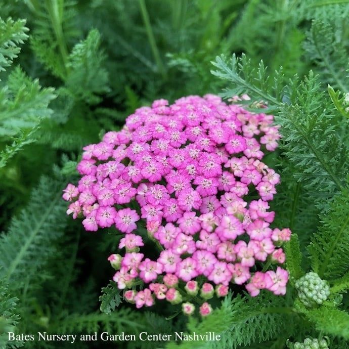 #1 Achillea mill Pink Grapefruit/ Yarrow Native (TN)