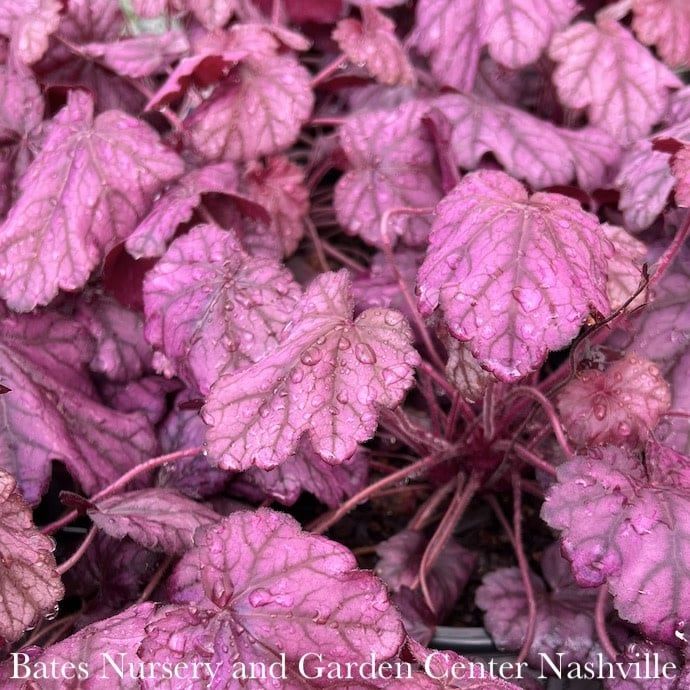 #1 Heuchera x PW Primo &#39;Wild Rose&#39;/ Coral Bells