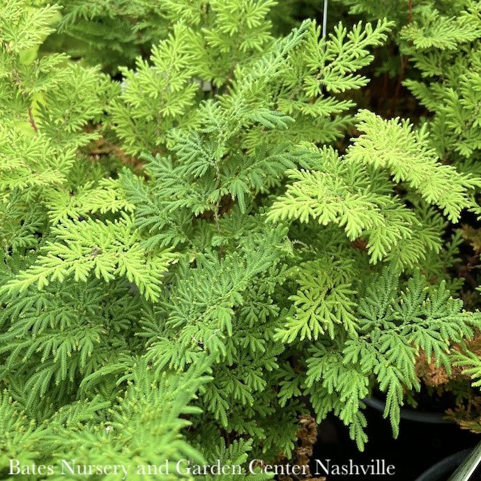 #1 Selaginella braunii/ Arborvitae Fern