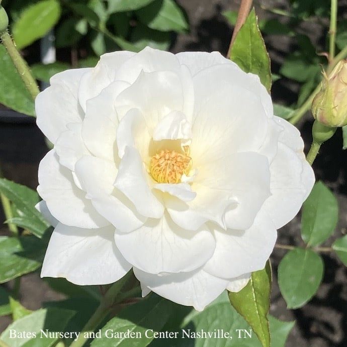 #3 Rosa Iceberg CLIMBING/ White Rose - No Warranty