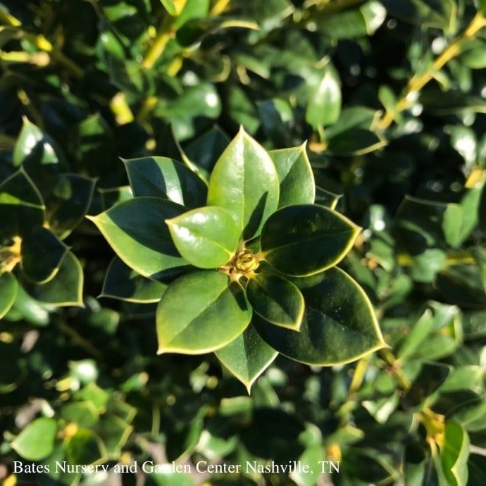 #3 Ilex corn Burfordii Nana/ Dwarf Burford Chinese Holly (Self-fertile)