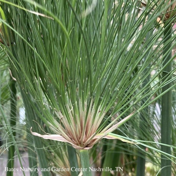 Tropical 6p/#1 Papyrus Little Tut / Dwarf