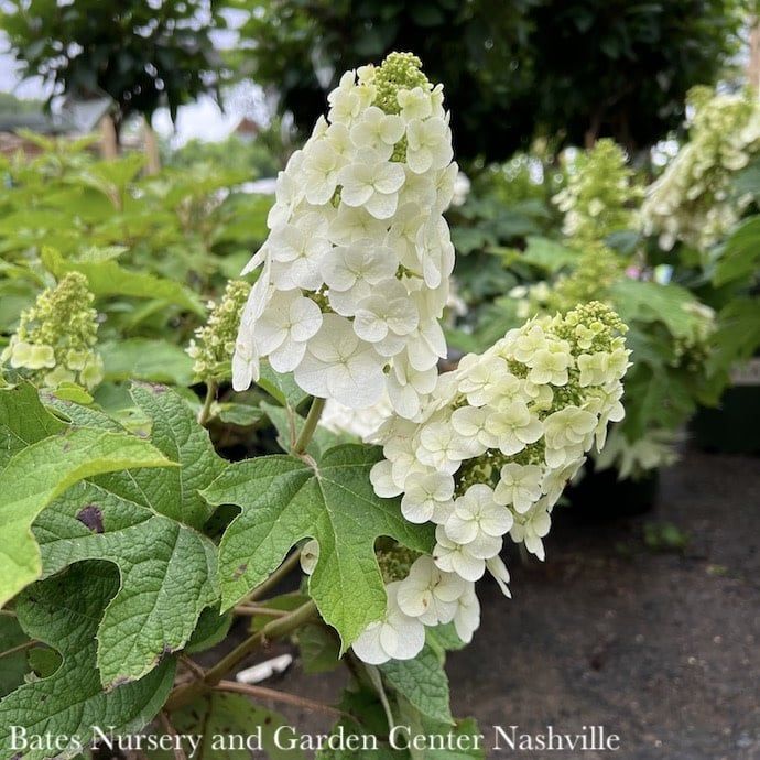 #7 Hydrangea quer Ruby Slippers/ Dwarf Oakleaf Native (TN)