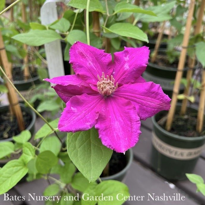 #1 Clematis x Ernest Markham/ Magenta-pink