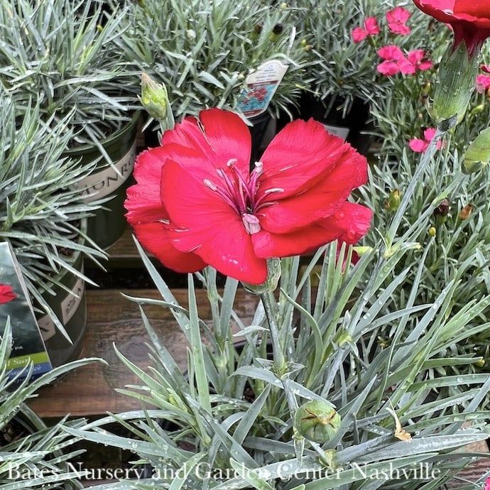 #1 Dianthus American Pie &#39;Cherry Pie&#39;/ Red